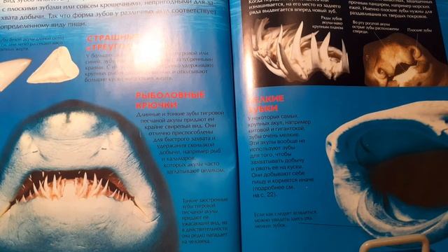 Акулы."Зубы и захватывание пищи." смотреть онлайн