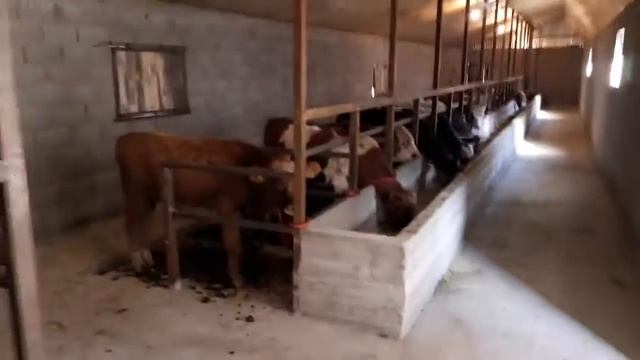 Откорм Быков наш сарай смотреть онлайн