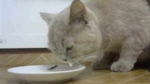 КОТЯТА пьют молоко ПРЯМОЙ ЭФИР