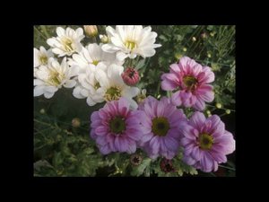 Хризантема. Высадка рассады и прищипка.
