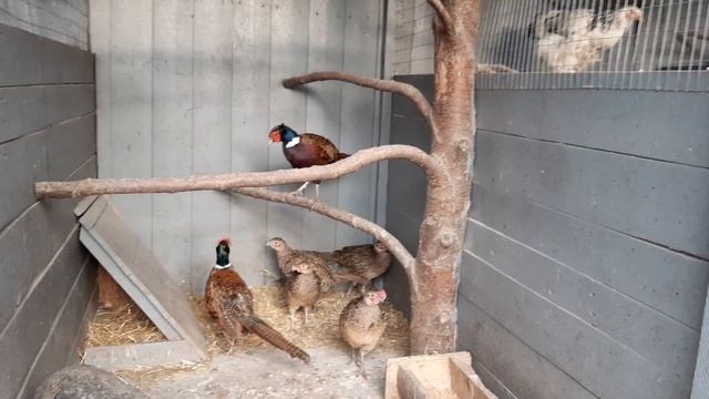 Фазаны//Охотничьи фазаны//Сколько несут яиц за день//10 мая 2022 год смотреть онлайн