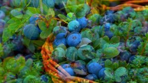 ПОЛЬЗА ГОЛУБИКИ | голубика полезные свойства, витамины
