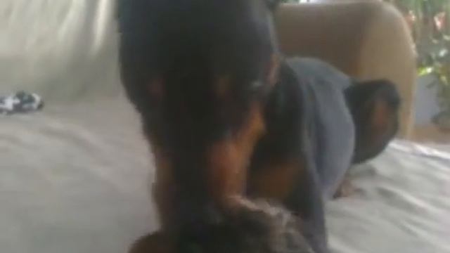 Веселый парень цвергпинчер Вилли смотреть онлайн