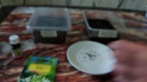 КАК ВЫРАСТИТЬ РАССАДУ КЛЕОМЫ.