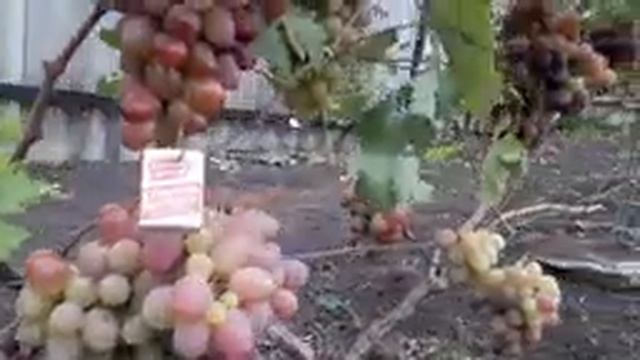 Виноград. Сорт - ГРАФ МОНТЕ КРИСТО . смотреть онлайн