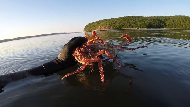 Нашествие крабов   The invasion of the crabs