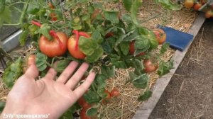 Теплицы в Августе/ Что растёт??/Томаты/Перцы/Огурцы/#tomato #pepper #cucumbers