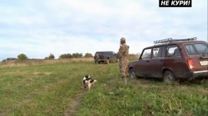 Охота с русским охотничьим спаниелем по перу . 2018