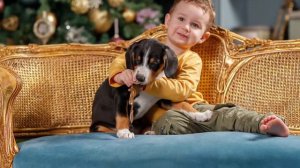 Энтлебухер Зенненхунд