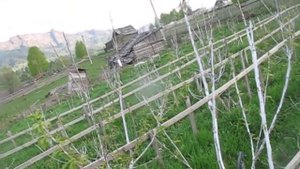 Черешня после трудной зимы и весны в Сибири часть вторая.