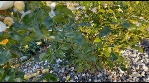 Готовим шрабы к укрытию. Питомник растений Е. Иващенко