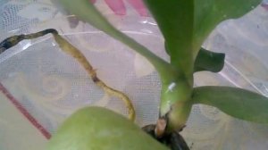 Орхидея мини. Болезни и лечение.