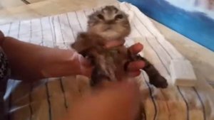 Как приучить маленького котенка не бояться воды
