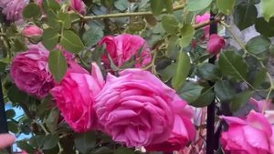 Beautiful climbing rose Pretty In Pink Eden #climbingrose # rosegarden