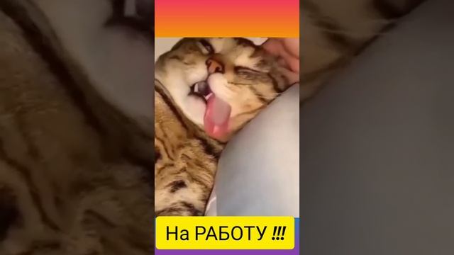 Рингтон для Будильника |  Просыпайся мой хозяин! ?️