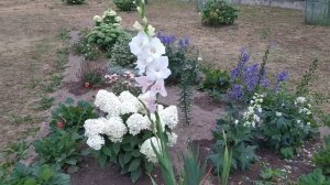 Ландшафтный дизайн дачного участка своими руками с нуля. Мой первый миксбордер.