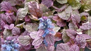 ❀ Многолетние цветы, которые не болеют и требуют минимального ухода