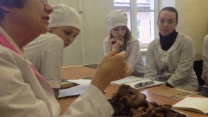 Анатомия прямой кишки (Rectum)