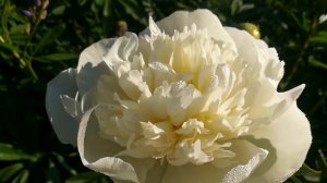 Пион Дюшес Де Немур июнь 2022 год #белыйпион,#пионДюшесДеНемур,#ароматныйпион,#позднийпион