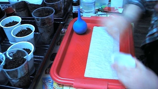 Посев перца на рассаду без земли. Суперэкономия места!