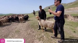 Гиссарские овцы знаменитого Джумы Лакая на перегоне