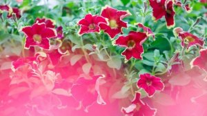 Surfinia® Trailing Burgundy Yellow Picotee (New 2023/2024)