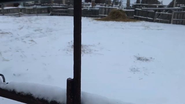 Второй месяц откорма бычков смотреть онлайн