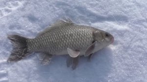 Рыбалка на Хапугу хлопок, Первая рыбалка 2020, Рыбалка на Амуре, fishermandv27rus