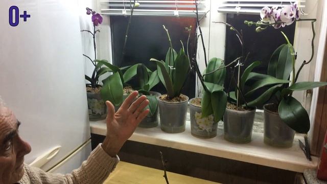 ОРХИДЕЯ БЕЗ КОРНЕЙ и вот уже цветонос Очень просто смотреть онлайн
