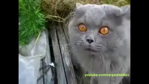 Смешные говорящие коты