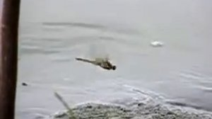 Замедленная съемка полета стрекозы (240 к/с)