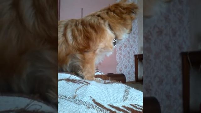 Ивангай и Марьяна Ро расстались(кяк ви уже вняефе ) смотреть онлайн