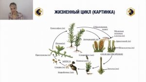 Жизненный цикл кукушкиного льна