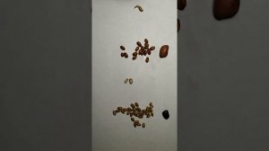 Лабораторная работа "Строение семян". Зерновка пшеницы