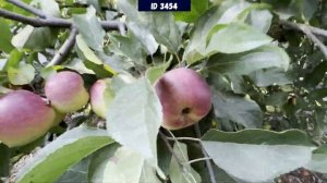 Особняк с гостевым домом, баней и большим участком. ID 3454