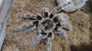 Первое видео после 1,5 месяцев больницы. Паук птицеед. Grammostola pulchripes