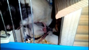 Декоративные домашние крысы.Чем кормить домашнюю крысу?Уход за домашним питомцем.