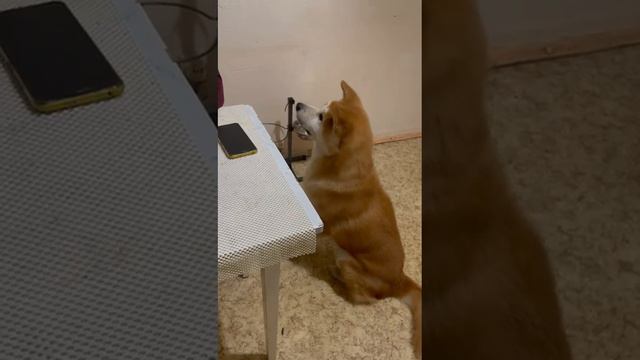 Харуки на заседании по печенькам смотреть онлайн