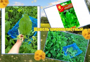 ✅? Щавель широколистный. От посева до сбора урожая в одном видео !