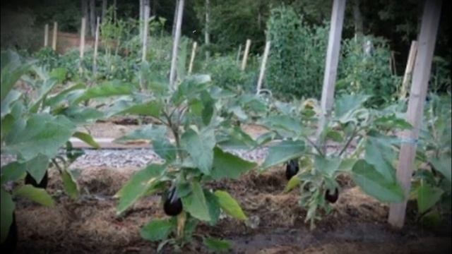 Робин гуд сорт вкусных баклажанов высокой урожайности смотреть онлайн