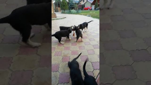 Щенки продаются, черные и чепрачные.