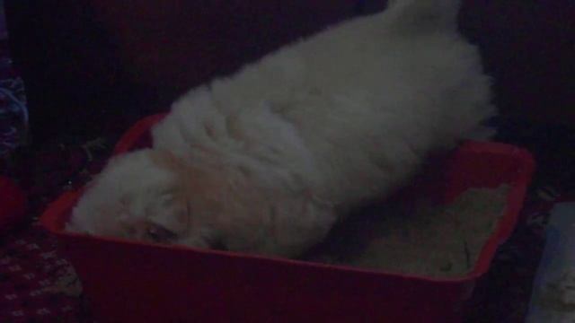 Приучаем терьера к туалету)))) смотреть онлайн