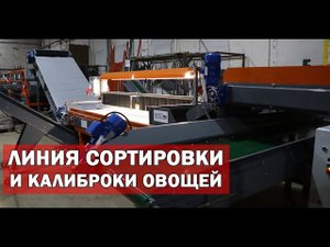 Линия сортировки овощей (видео)