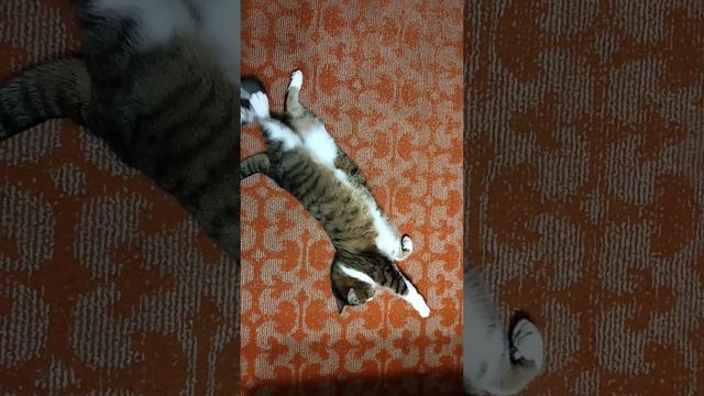 Смешной кот