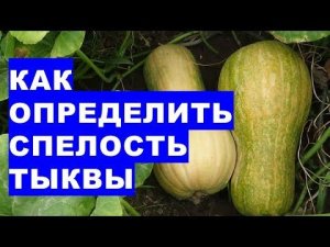 Как определить спелость тыквы на огороде. Внешние признаки спелости плодов тыквы