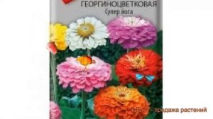 Цинния георгиноцветковая Георгиноцветковая Супер йога ? обзор: как сажать, семена циннии