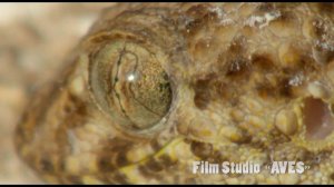 Геккон каспийский (Cyrtopodion caspius) - Caspian Bent-toed Gecko