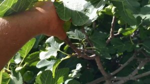 First Figs (Ficus carica) in Germany - two months later than last year