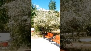 Яблони в цвету, Борзя, парк ЖД, 1 июня 2022.