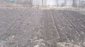 Посадка чеснока зимой! Поздняя? или очень ранняя?